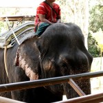 thailand026