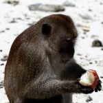 thailand034